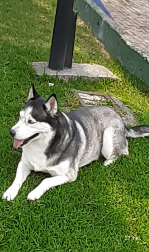 Niña