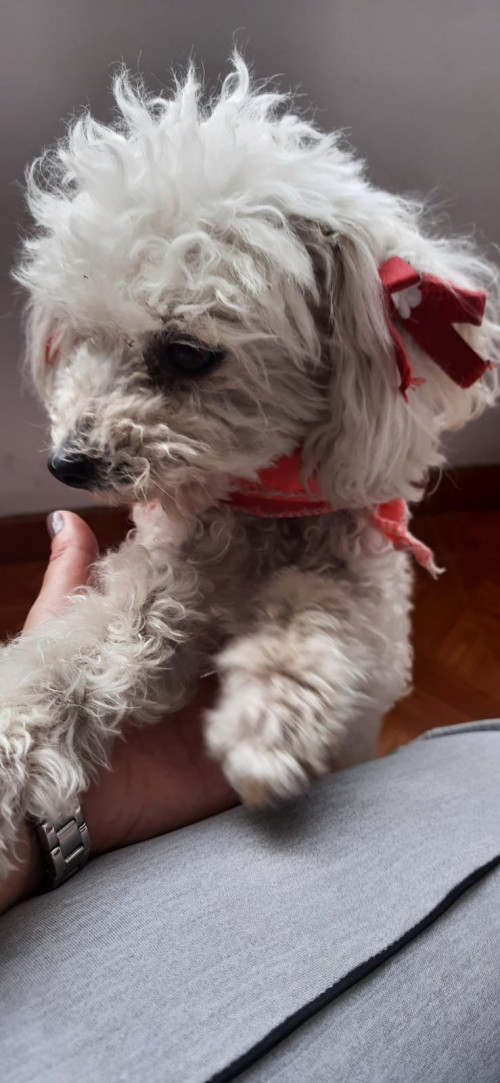 Lulú