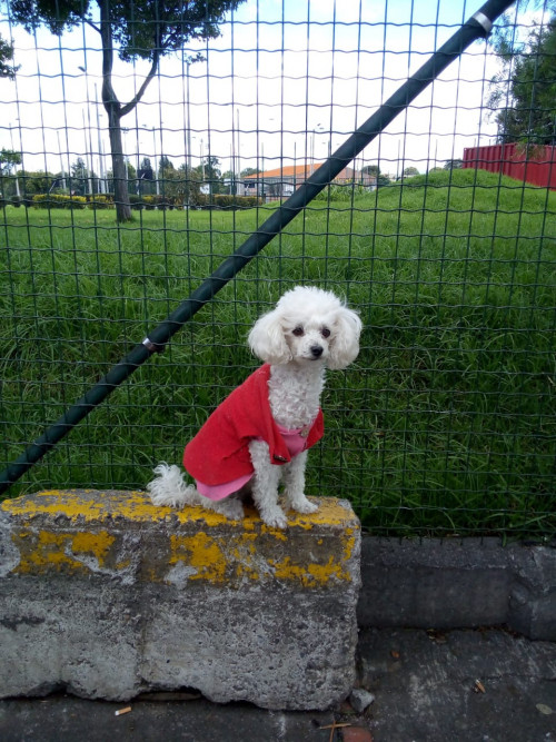 Lulú