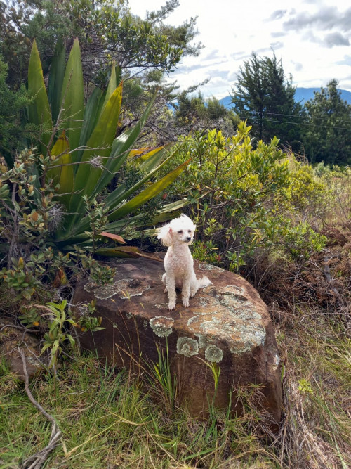 Lulú