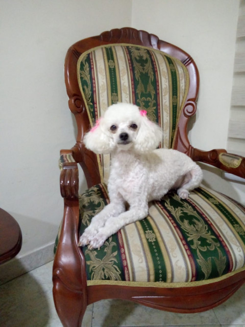 Lulú