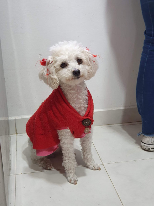 Lulú