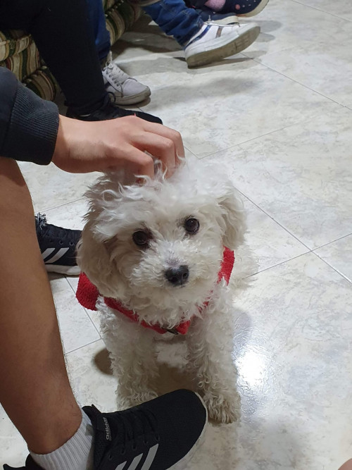 Lulú