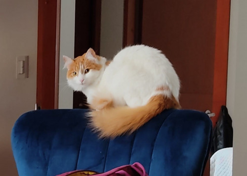 Michi 