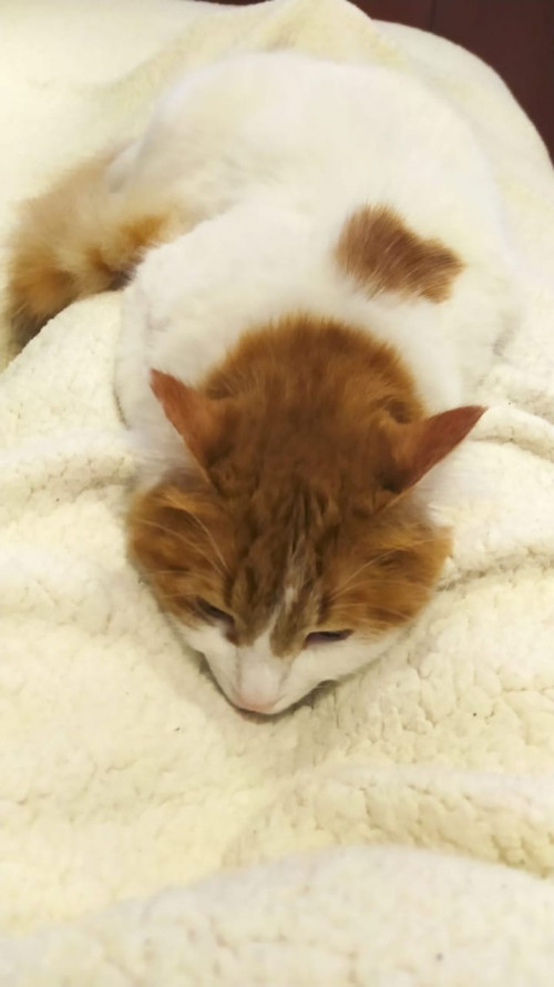Michi 