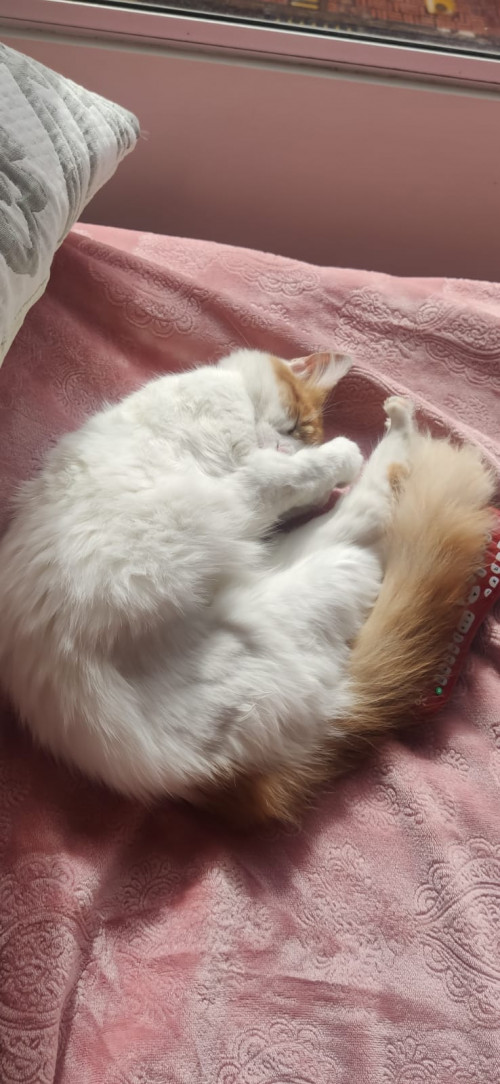 Michi 