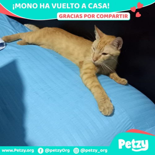 Foto de mascota Mono