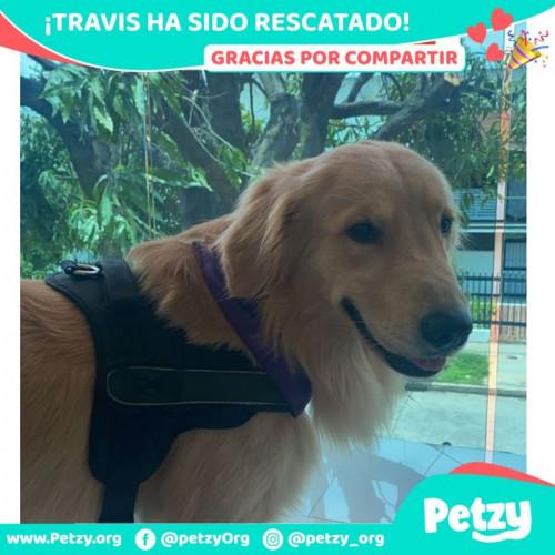 Foto de mascota Travis