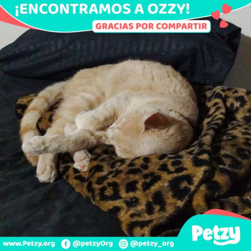 Foto de mascota Ozzy