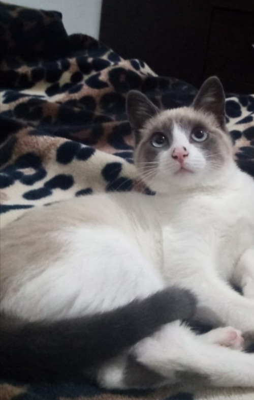 Bella