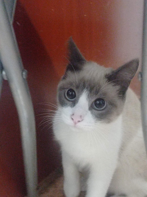Bella