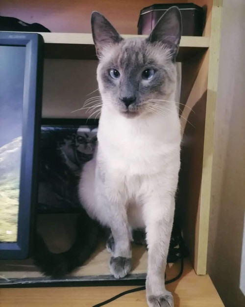 Coco
