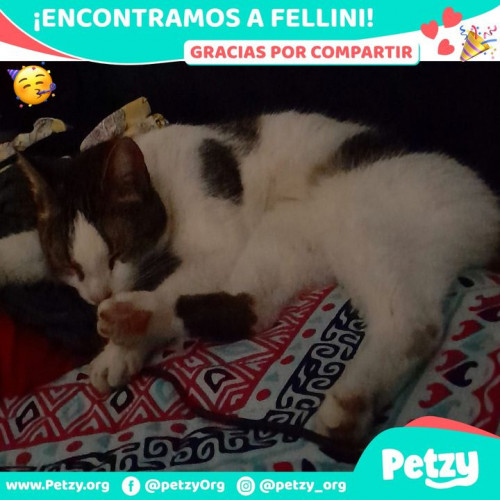 Foto de mascota Fellini