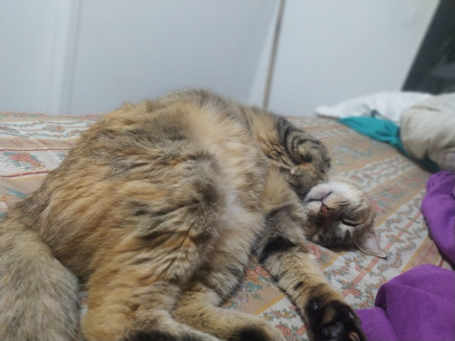 Samantha