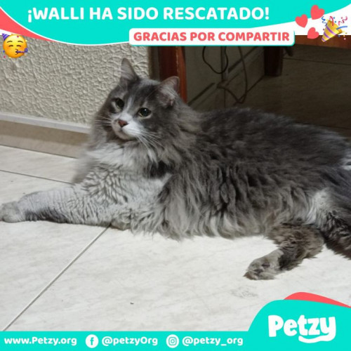 Foto de mascota Walli