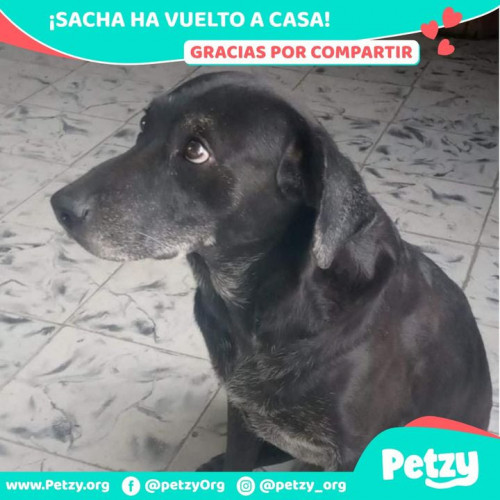 Foto de mascota Sacha