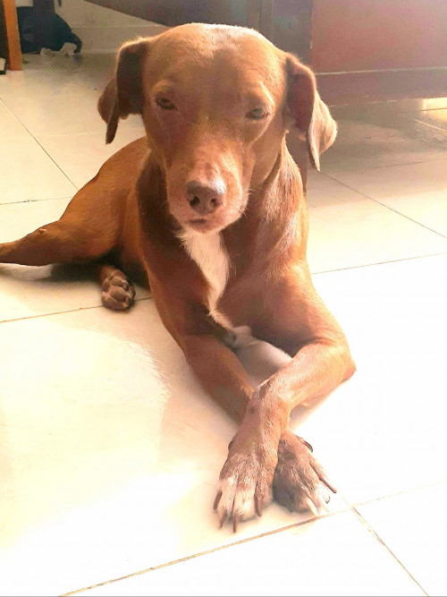 Junior