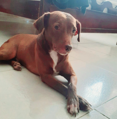 Junior