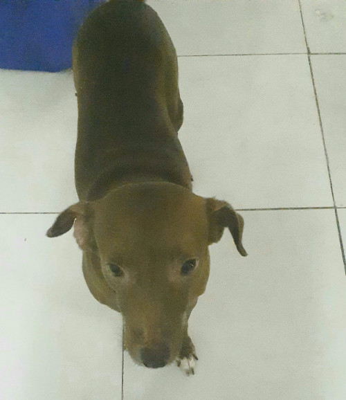 Junior