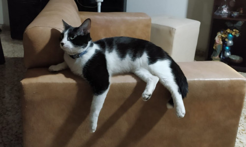 Ciela