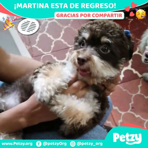 Foto de mascota Martina