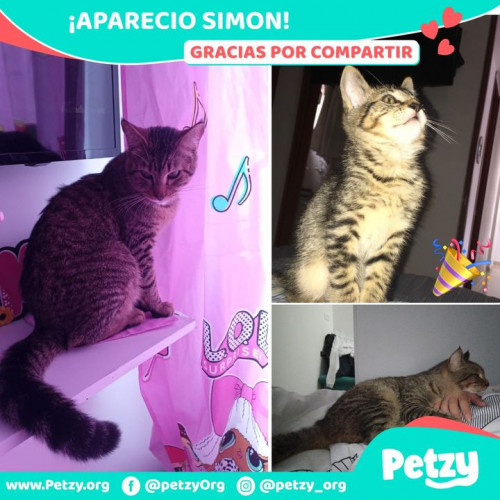 Foto de mascota Simon