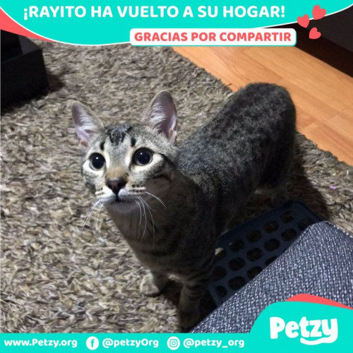 Foto de mascota Rayito