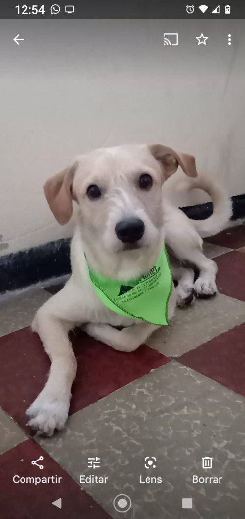 Loki