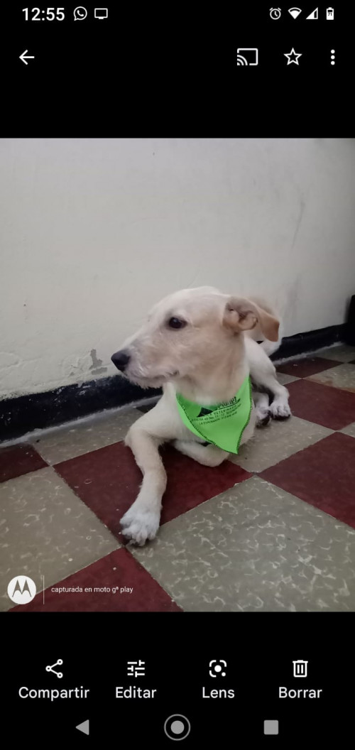 Loki