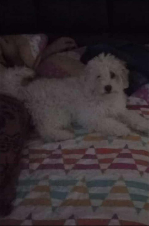 Estrella