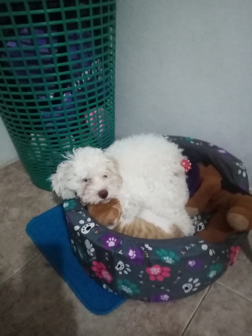 Estrella