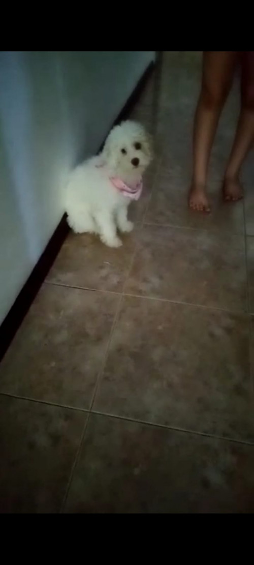 Estrella