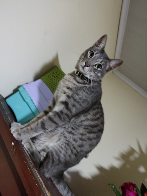 Sam