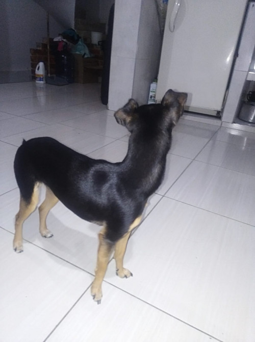 Macha