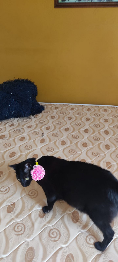 Nova