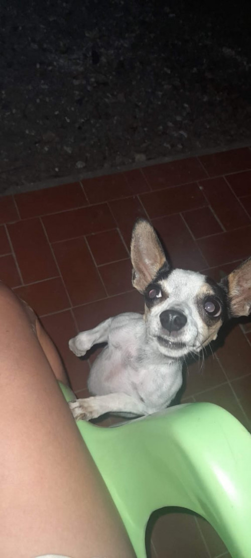 Lupe