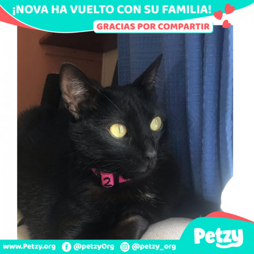 Foto de mascota Nova