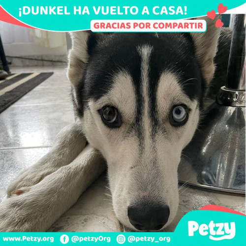 Foto de mascota Dunkel