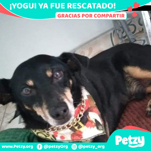 Foto de mascota Yogui