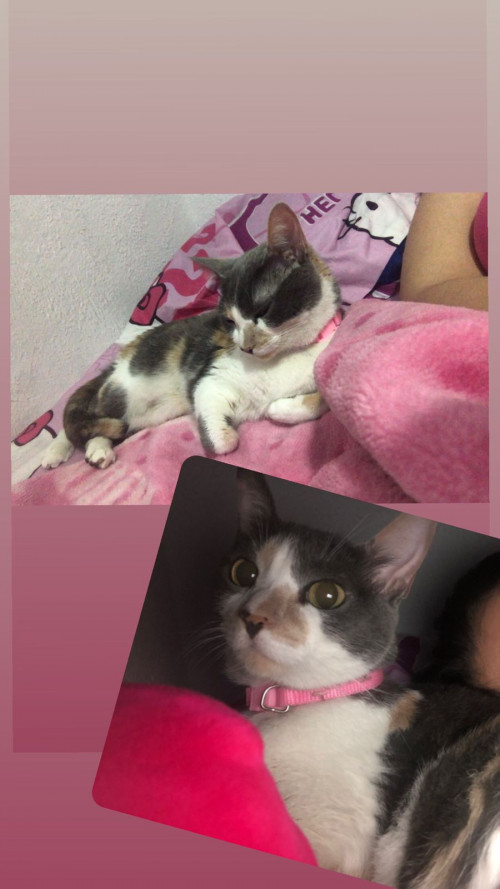 Lola 