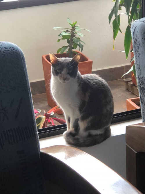 Lola 