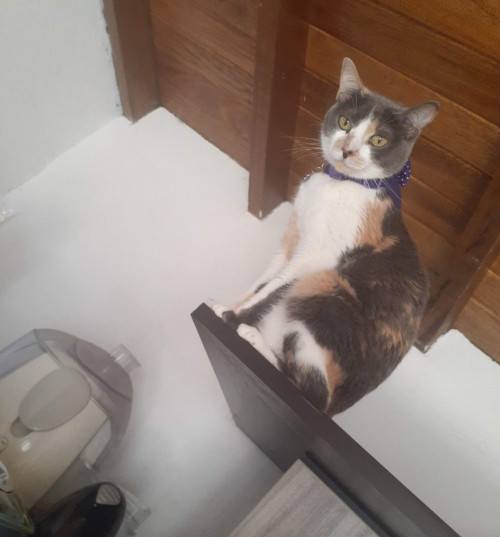 Lola 