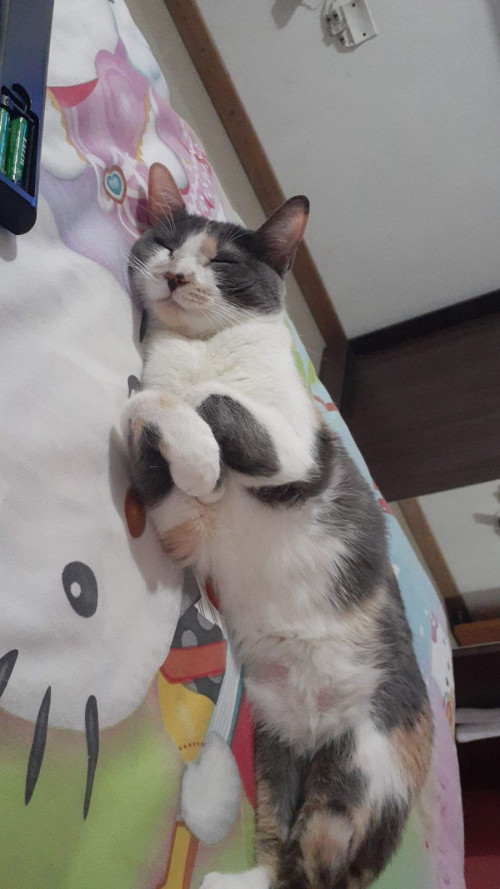 Lola 