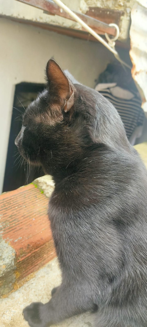 Negro