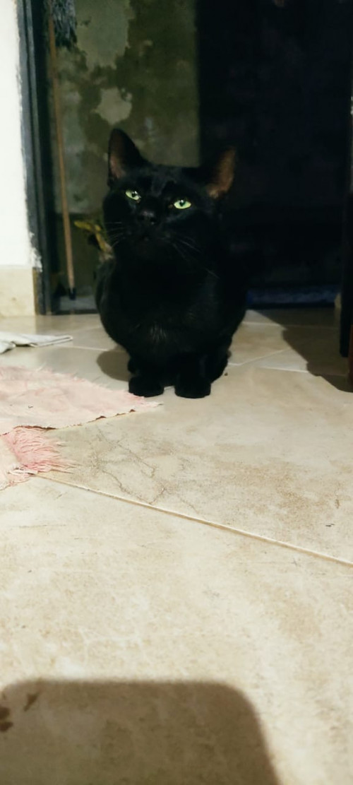 Negro
