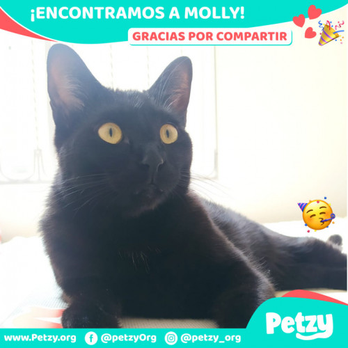 Foto de mascota Molly