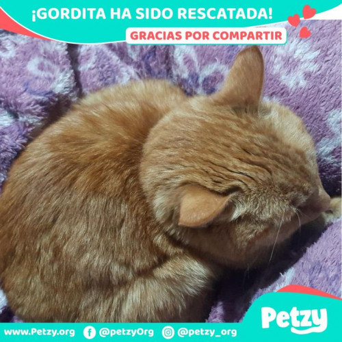 Foto de mascota Gordita