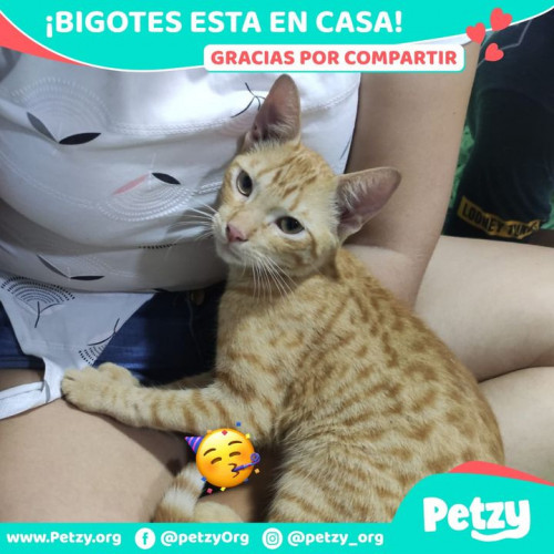 Foto de mascota Bigotes