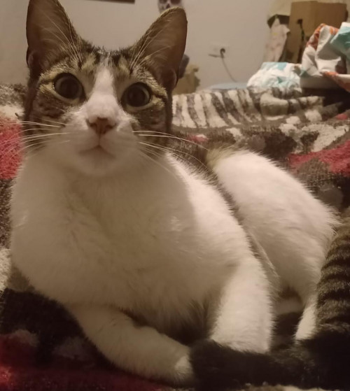 Kitty 