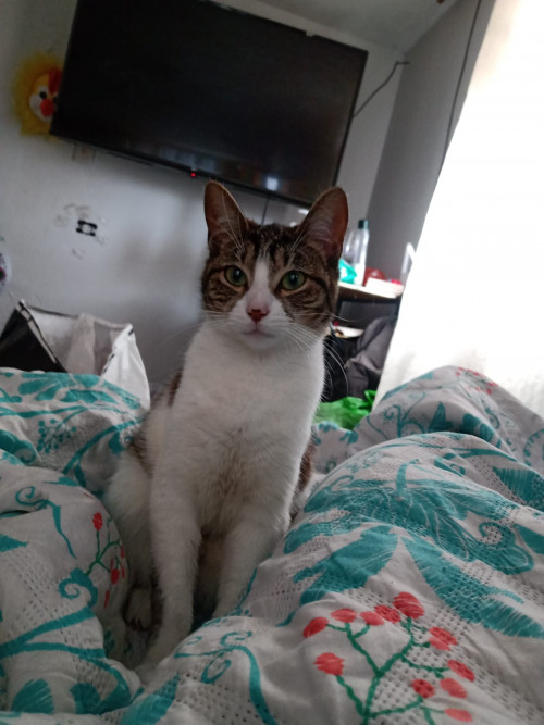 Kitty 